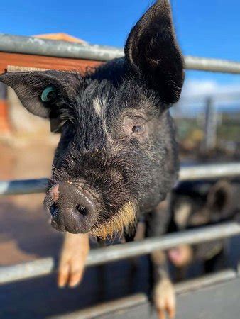 Serving port perry, durham and york regions with farm fresh vegetables, fruit & natural beef, csa and more. Willow Tree Family Farm (Shirebrook) - 2020 All You Need ...