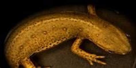 Human Limb Regeneration Do Salamanders Hold The Key Lab Manager