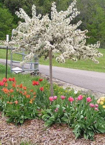 This tree is a wonderful, ornamental flowering crab apple tree, which has glossy green leaves and bears masses of white, fragrant flowers in spring. Ornamental Trees for Fort Collins at Just Trees | Fort ...