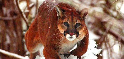 Montana Mountain Lion Hunting With Swan Mountain Outfitters