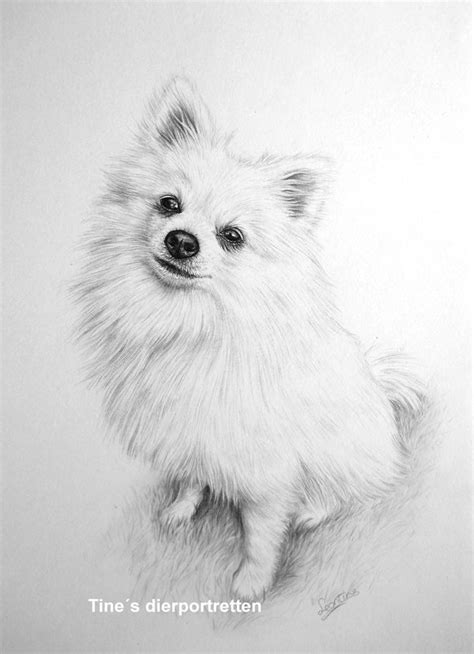 Pomeranian Drawing At Explore Collection Of