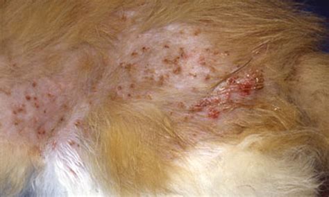 Put simply, antigens in flea saliva. Miliary Dermatitis | Clinician's Brief