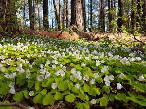 Beautiful Carpet Of Small White Flowers In Pine Forest At Spring Time