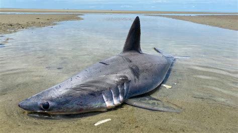 Dead Shark Found On Beach On Cape Cod Boston News Weather Sports