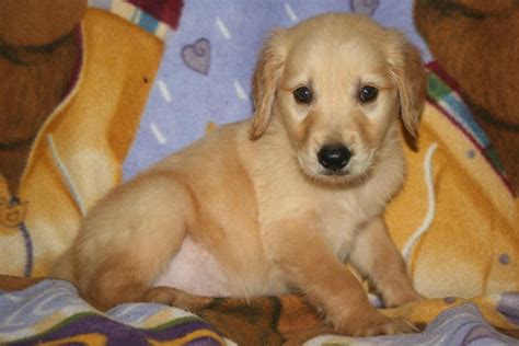 Stud service to approved bitches. Golden Retriever Puppies For Sale | Billings, MT #92483
