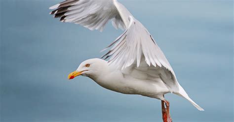 Dad Attacked And Left Bleeding By Monster Seagull Thats Terrorised