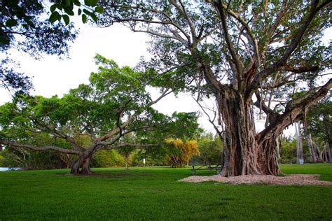 Matheson Hammock Park In Coral Gables Fl