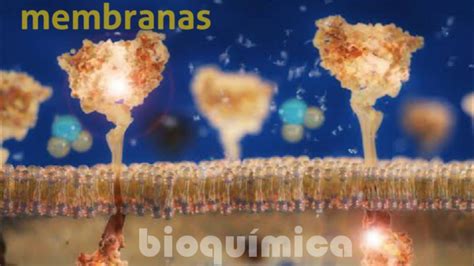 Bioquímica Membranas Youtube