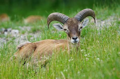 Download Free Photo Of Mouflonhornedruminantmaleeuropean Mouflon