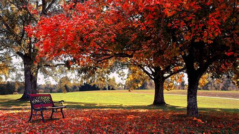 Red Autumn Fall Tree Leaves Branches Bench Green Grass Field Hd Nature
