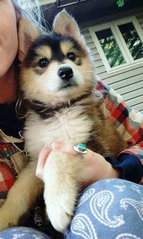 Other nicknames include the german husky, siberian shepherd,gerberian shepherd﻿, or the husky shepherd. My German Shepherd/Husky mix, Kenai. #Terriermix ...