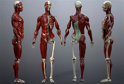 3d Model Skeleton And Muscles Study Vr Ar Low Poly Cgtrader