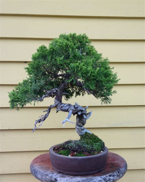 It might shock you, but there is no soil in a good bonsai soil mix. It's About the Moss, Our Masters Bonsai Soil, and ...
