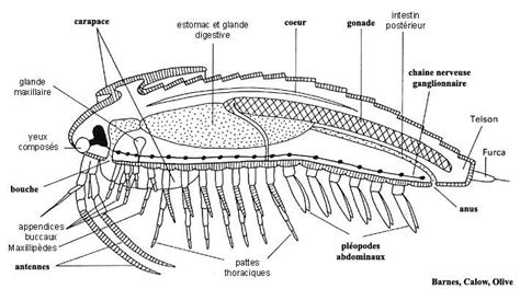 Planchearthropodes