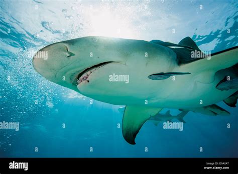 Bahamas Lemon Shark In Atlantic Ocean Stock Photo Alamy