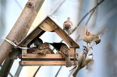 Faire Venir Les Oiseaux Au Jardin 7 Astuces Pour Les Attirer