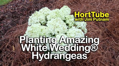 Aug 21, 2020 2:36 am: Why I Selected White Wedding® Hydrangeas - All Summer ...