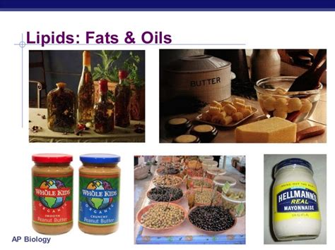50 Examples Foods That Have Lipids Background Foods In The World