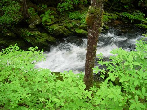 Maybe you would like to learn more about one of these? The Tongass National Forest Conservation Strategy | CAKE ...