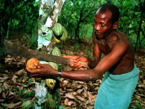 Cote Divoire Ghana Step Up Efforts To Reform Cocoa Industry Set 400 Premium Africa Briefing