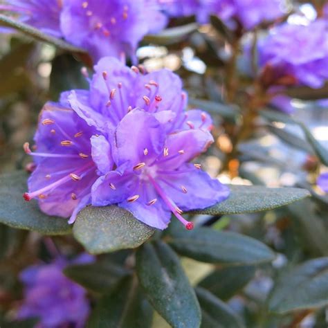 Monrovia On Instagram Purple Gem Rhododendron Zone 4 8