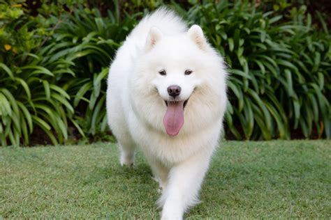 What Is The Biggest And Fluffiest Dog Breed