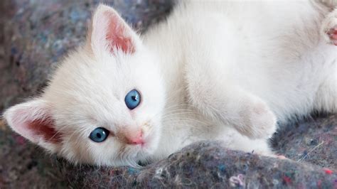 Download Blue Eyes Kitten Animal Cat Hd Wallpaper