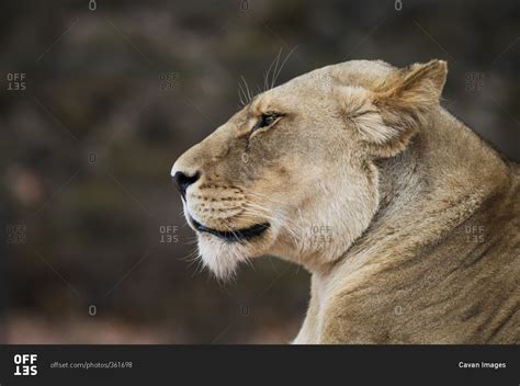 Side View Of Lioness At National Park Stock Photo Offset