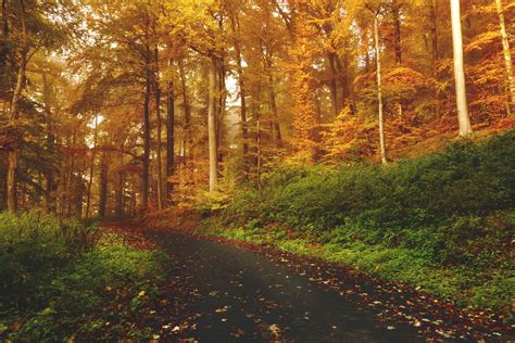 Forests Roads Nature Wallpapers Hd Desktop And Mobile Backgrounds
