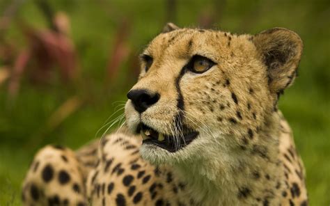 Cheetah HD Wallpaper | Background Image | 2560x1600