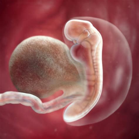 Fetal Development 5 Weeks Pregnant Babycenter Canada
