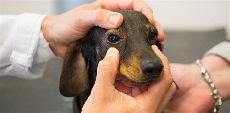 Dog Eye Allergies Symptoms Causes And Effective Treatments The Vets
