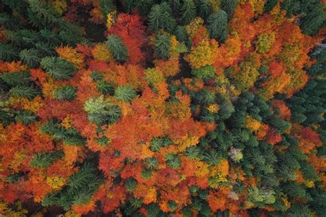 Autumn Forest From Above High Quality Nature Stock Photos Creative