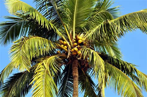 🏆 About Coconut Tree Uses Of Coconut Tree And Benefits From Its
