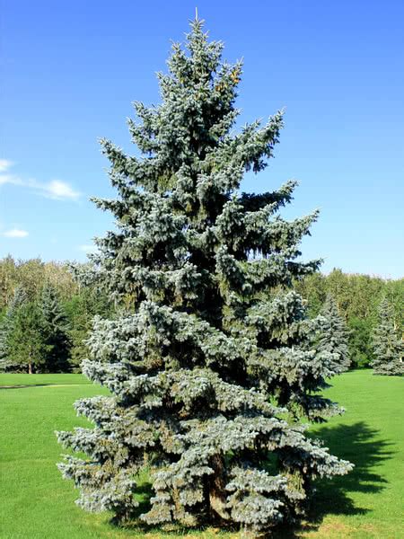 Blue Spruce And Colorado Spruce Tree Seedlings For Sale