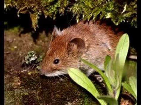 Aber auch ohne gemüse erfreuen sich die mäuse an wurzeln, knollen und zwiebeln und sorgen so nicht nur dafür, dass sie statt werden, sondern dass die angenagten pflanzen oftmals absterben. Feldmaus Im Garten - Gartengestaltung Idee