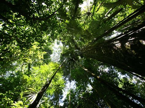A rainforest canopy is the 2nd layer of the rainforest from top to bottom. Rainforest canopy Wallpaper Plants Nature Wallpapers in ...