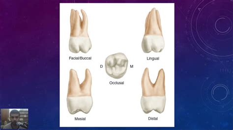 Dental Anatomy At A Glance Lec 12 Maxillary Second Molar Youtube