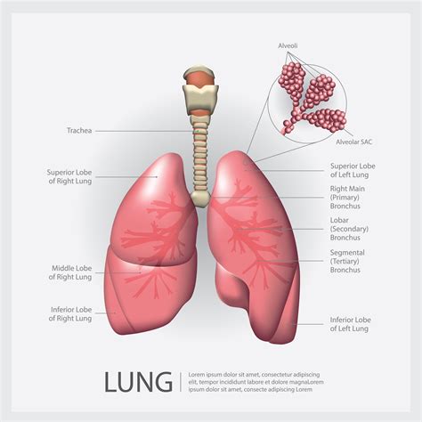 Lung With Detail Vector Illustration 570594 Vector Art At Vecteezy