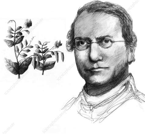 Gregor Mendel Stock Image C0093339 Science Photo Library
