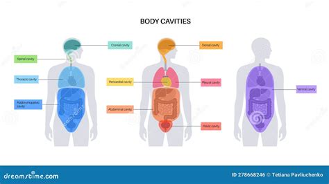 Body Cavities Poster Stock Vector Illustration Of Cavity 278668246