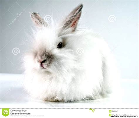 Fluffy White Baby Bunnies Wallpapers Gallery