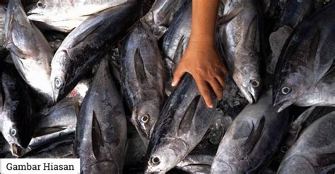 Daripada keseluruhan 358 nelayan laut yang berdaftar di negeri. Ikan, Kerang Dari Perairan Johor Selamat Dimakan - Jabatan ...