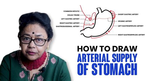 How To Draw Arterial Supply Of Stomach Youtube