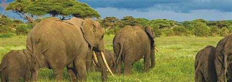 Wildlife Wednesdays Baby Boom Of Elephants In Kenya Weatherology°