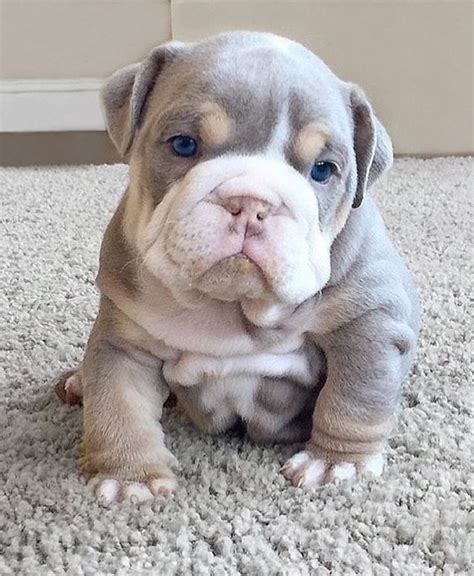 The 100 Cutest Animals Of All Time Cute Bulldog Puppies