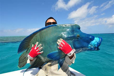 Extended Fishing Charters Cairns To Cape York The Great Barrier Reef
