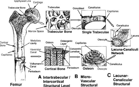 Bone Is A Material Possessing A Hierarchical Structure Trabecular And