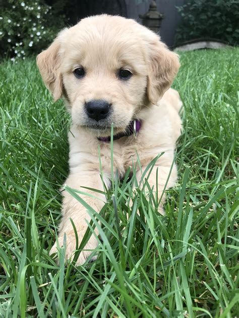 We have golden retriever & golden doodle puppies for sale in louisiana! 1 of 2 new pups Riley | Golden puppies, Labrador retriever ...