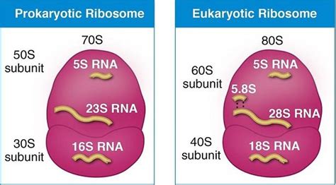 Ribosomes Functions In Protein Synthesis And Drug Action
